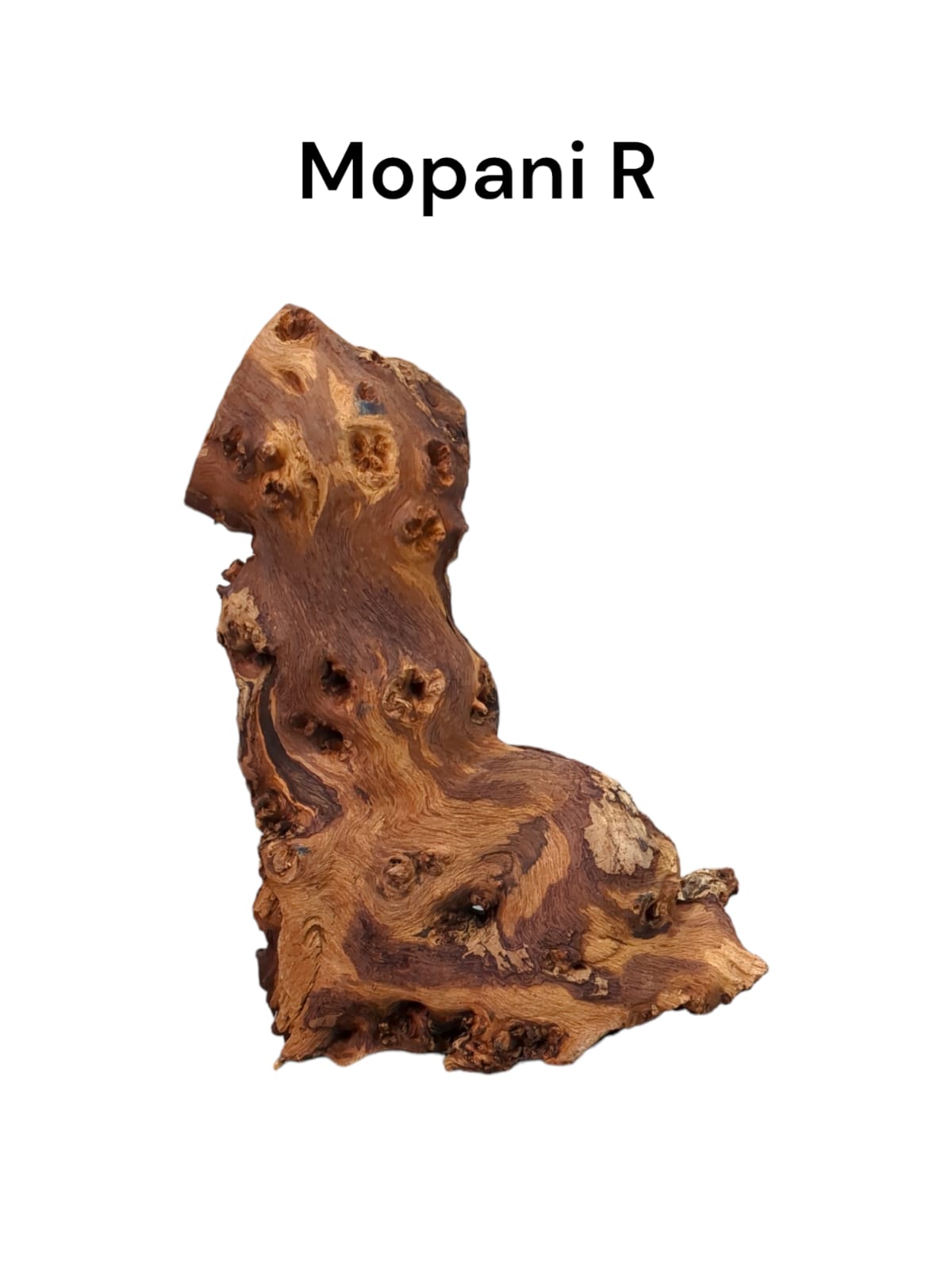 mopani r.jpg